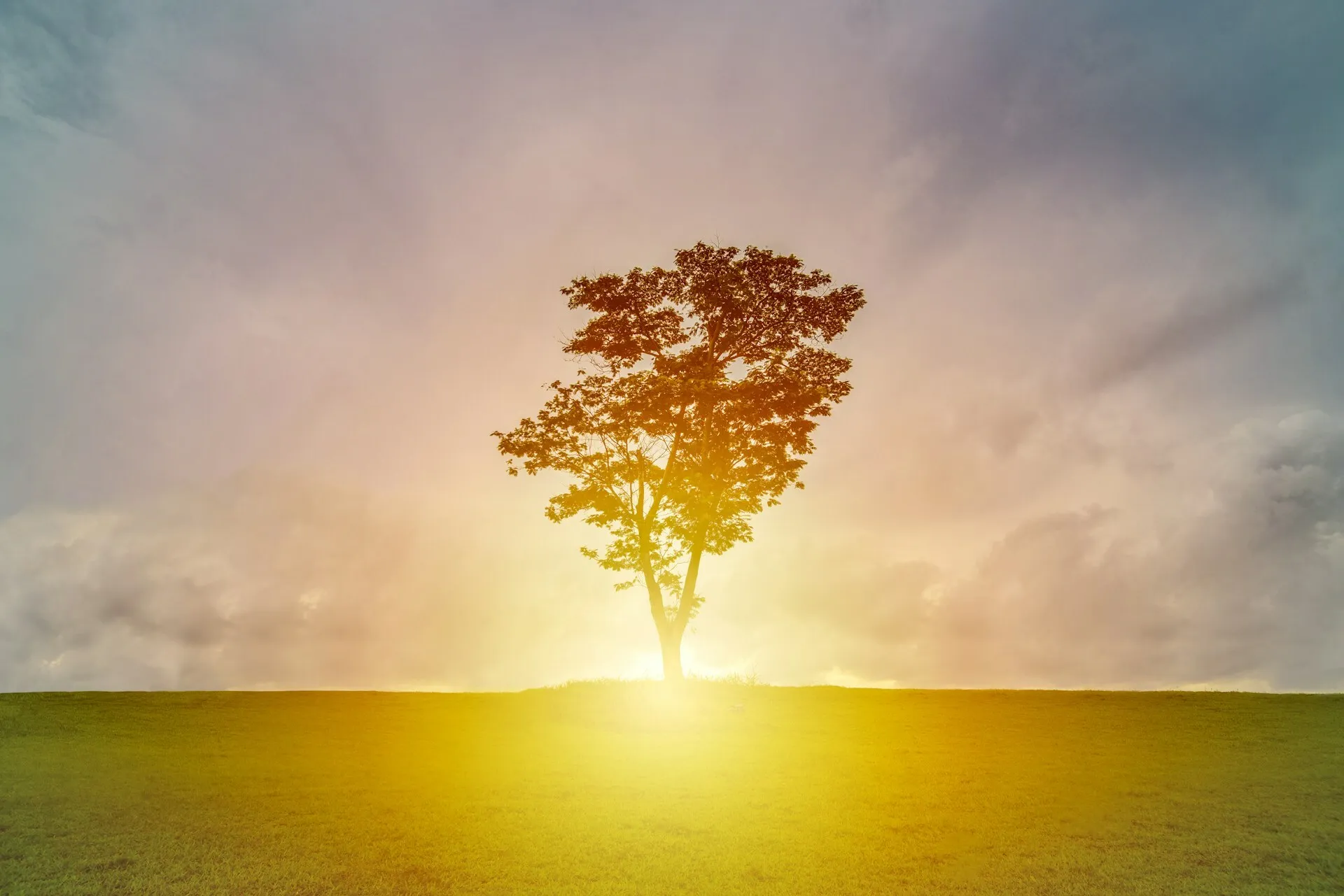 A tree in golden light