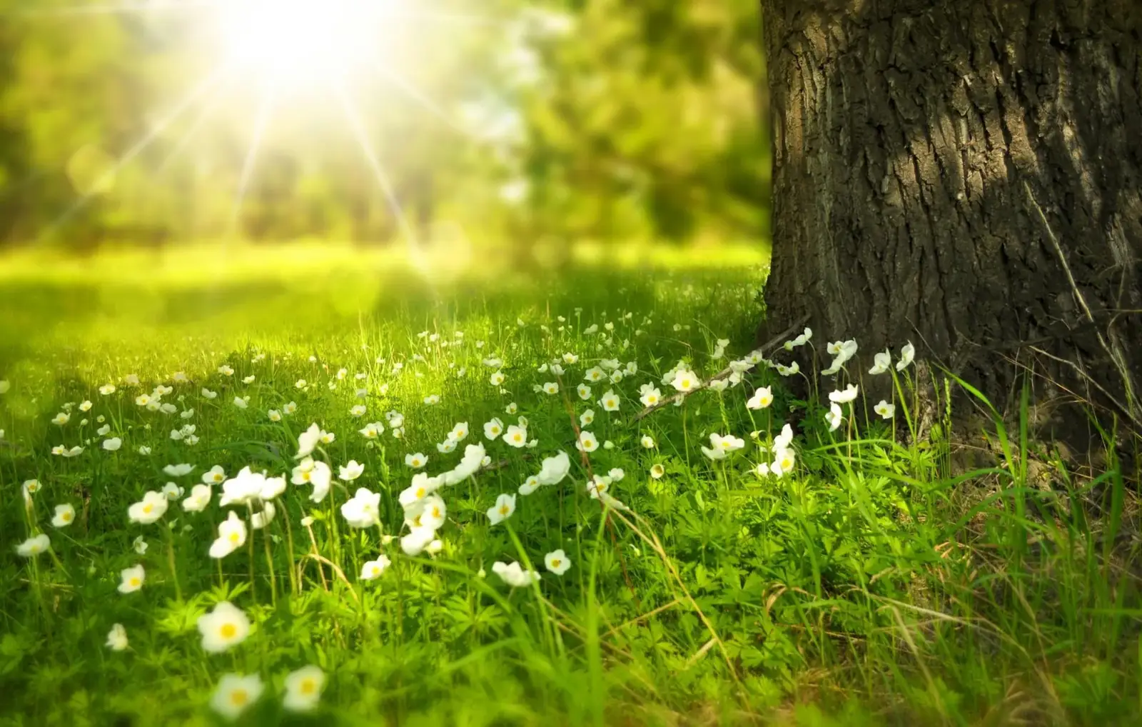 Spring flowers opening on a sunlit forest floor
